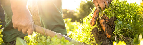 Senior gardener gardening in his permaculture garden - harvesting carrots